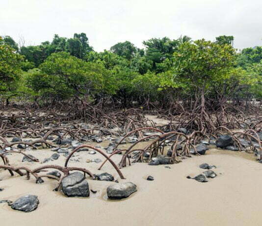 International Day for the Conservation of the Mangrove Ecosystem is observed on July 26 each year.