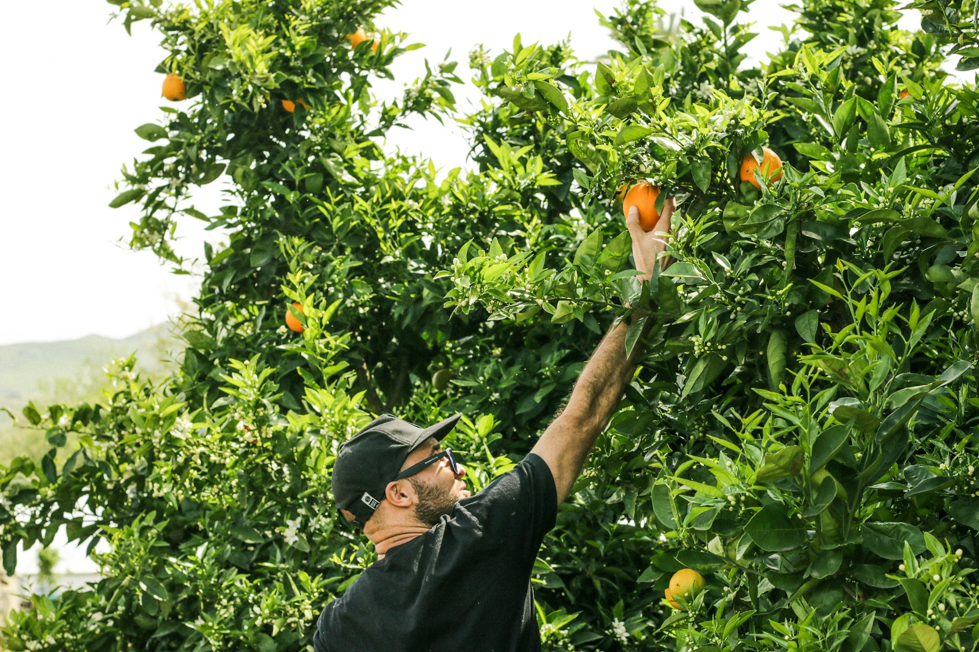Canadian agriculture sustainability funding boosts innovation with grants for fruit growers.