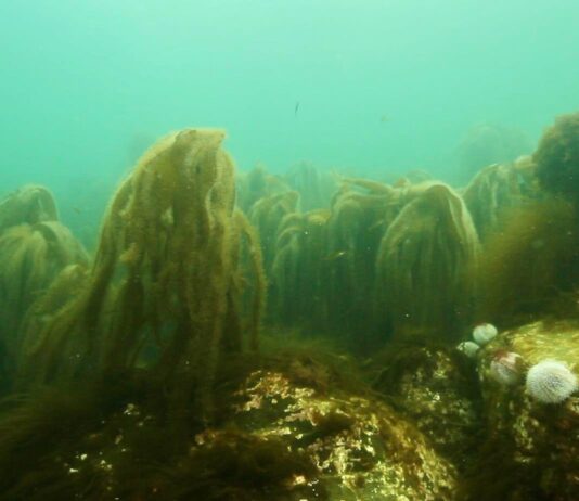 Seaweed solutions: Using marine flora to measure climate change